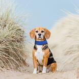 Nobby Khl-Halsband fr Hunde