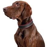 Schecker Hunde-Halsband Moorfeuer, Farbe: braun-beere