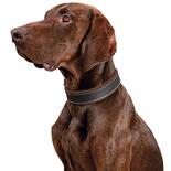 Schecker Hunde-Halsband Moorfeuer, Farbe: braun-cognac