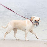 CHOPO Drahtmaulkorb