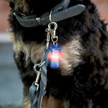 Schwimmfhiger Flasher fr Hunde