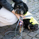 Schwimmfhiger Flasher fr Hunde