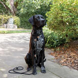 Hamburg Dogs Hundehalsband EDITION Black