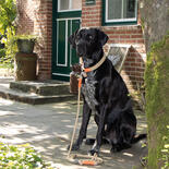 Hamburg Dogs Hundehalsband Bootsmann Syltschnalle
