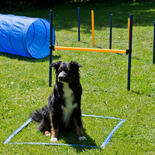 Procyon Dog Agility Starter-Set