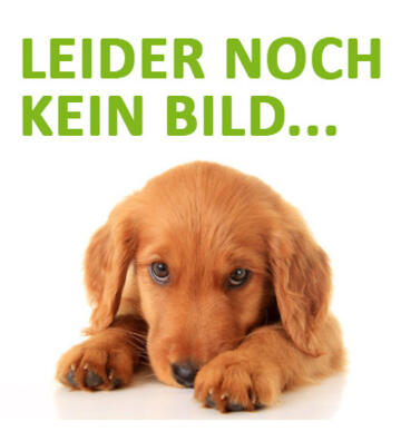 Begegnungen an der Leine: Entspannter Spaziergang statt Stress