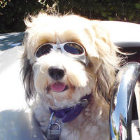 Cabrio-Brille für Hunde
