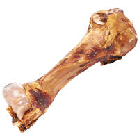 Dino-Knochen