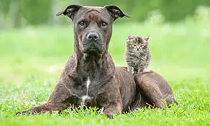 was-ist-ein-listenhund-300x180 was-ist-ein-listenhund-300x180