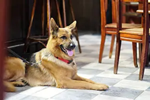 Hund-nicht-anfassen