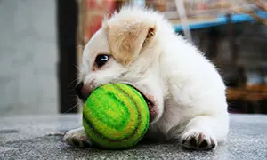 golden-retriever-welpe golden-retriever-welpe