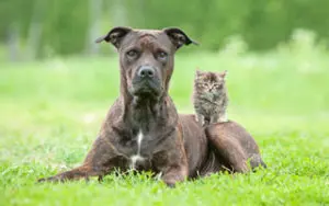hund-und-katze-1-300x188 hund-und-katze-1-300x188
