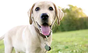 berufe-mit-hund-300x180 (1) berufe-mit-hund-300x180 (1)