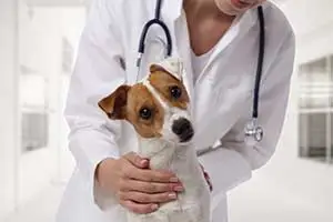 Hund-und-Verstopfung Hund-und-Verstopfung