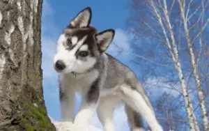 winterhund-husky-300x188 winterhund-husky-300x188