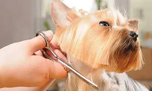 die-richtige-frisur-fuer-den-hund-300x180 die-richtige-frisur-fuer-den-hund-300x180