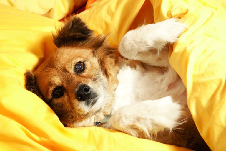 hundespielzeug selber machen karton Hundehtte Schachteln / Hunde (6 Stck)  Printfetti